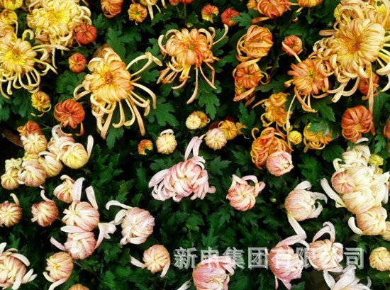 重阳节 亚麻面料梦想家与你谈尊老话习俗