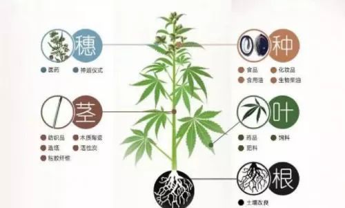 纺织面料中抗菌效果好的竟然是它